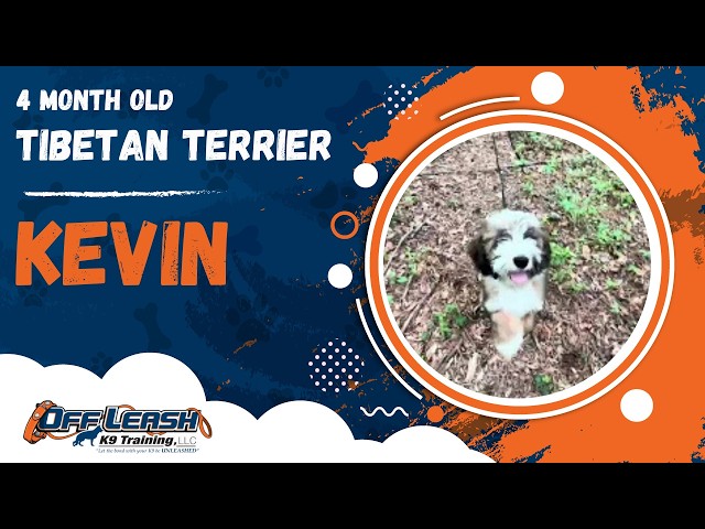 Kevin | 4 Month Old Tibetan Terrier | 1 Week Puppy Board & Train | Off Leash K9 Training, Georgia