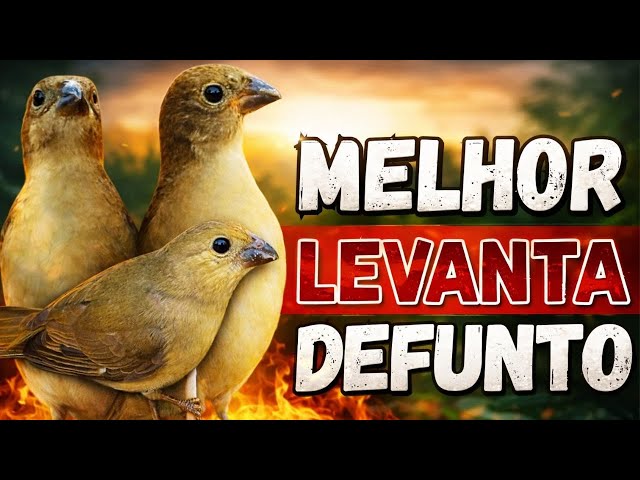 Melhor Piado de fêmea de papa capim para Foguear Papa capim tui tui com Piado de fêmea de papa-capim