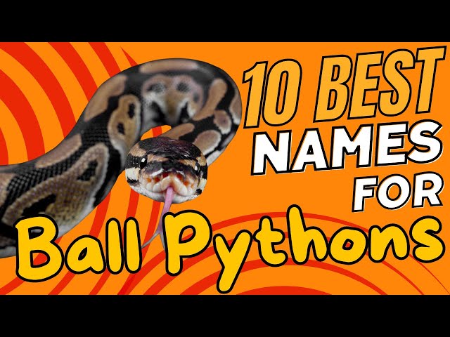 10 Best Names for Ball Pythons🐍✨
