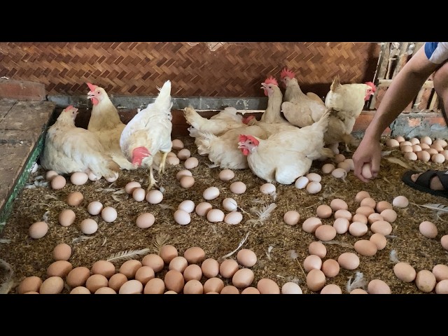 How Many Eggs Can a Chicken Farm Produce in One Day?