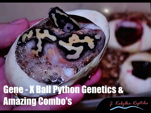 Gene-X Ball Python Genetics and Amazing Combo's