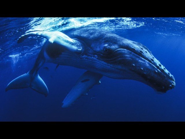 Rob Simonsen - Safe Return (THE WHALE)