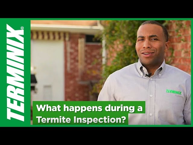 Termite Inspection Facts to Know from Terminix
