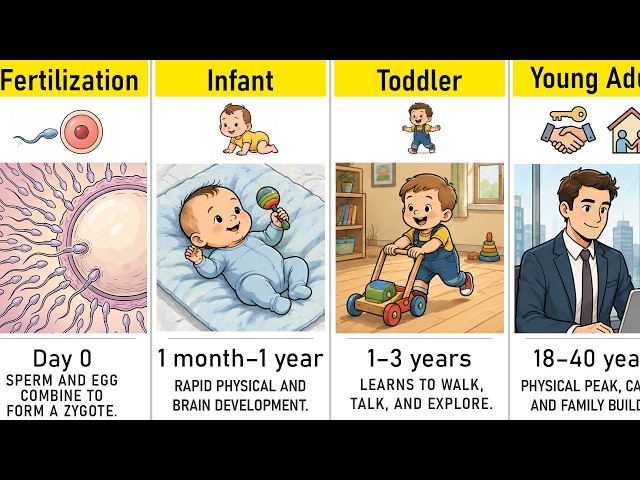 Every Stage of Human Life (Timeline)
