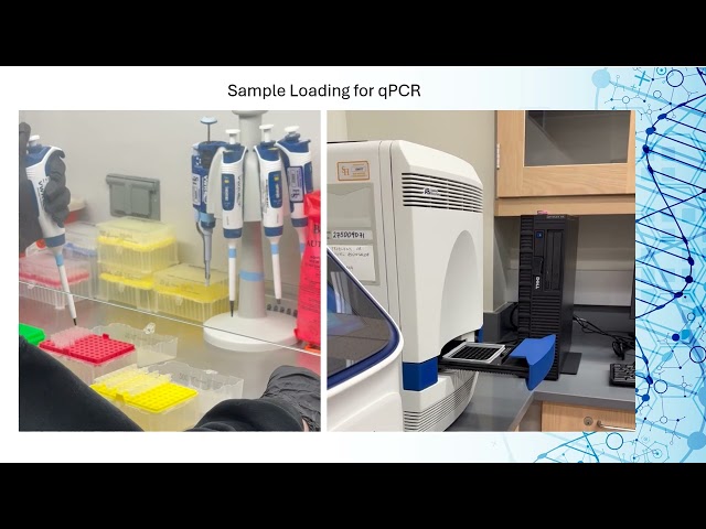 Forensic DNA Quantification