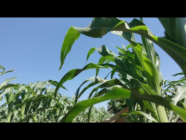 A Buffalo out in the corn field.