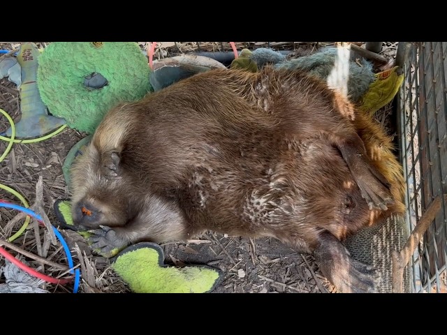 Beavers taking it easy