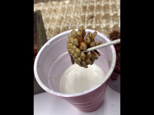 DIY HOW TO PAINT PINECONES #crafting #diy #easydiy