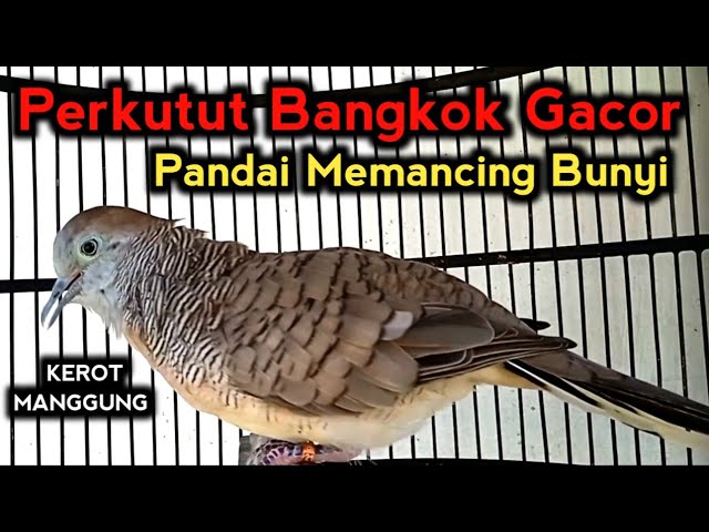 KEROT MANGGUNG PERKUTUT BANGKOK GACOR Ampuh untuk pancingan 