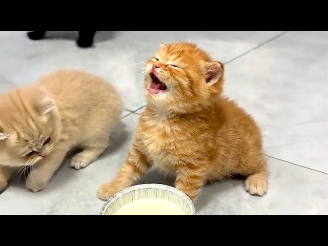 KITTENS Are The Most DRAMATIC Thing On The Internet! 🤣