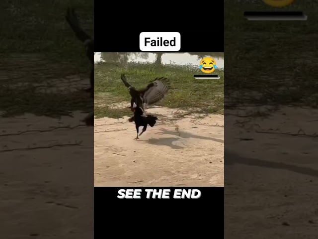 EAGLE VS PEREGRINE FALCON #eagleattack #peregrinefalcon #falconattack #eaglevsfalcon #birdsofprey