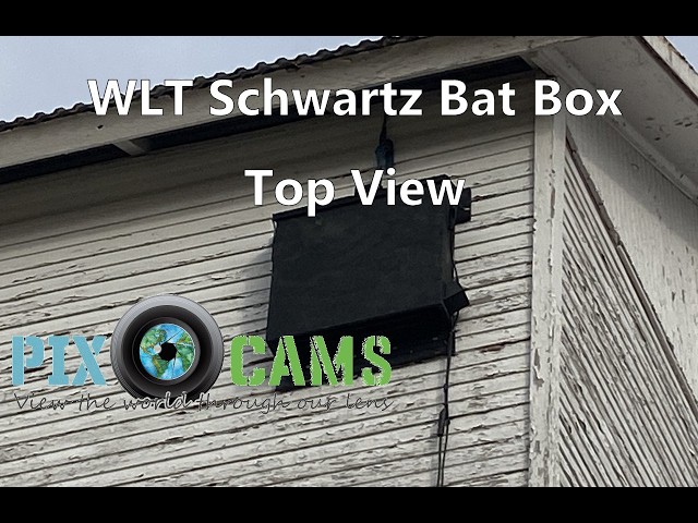WLT Meadowlark Barn Bat Box – Top View