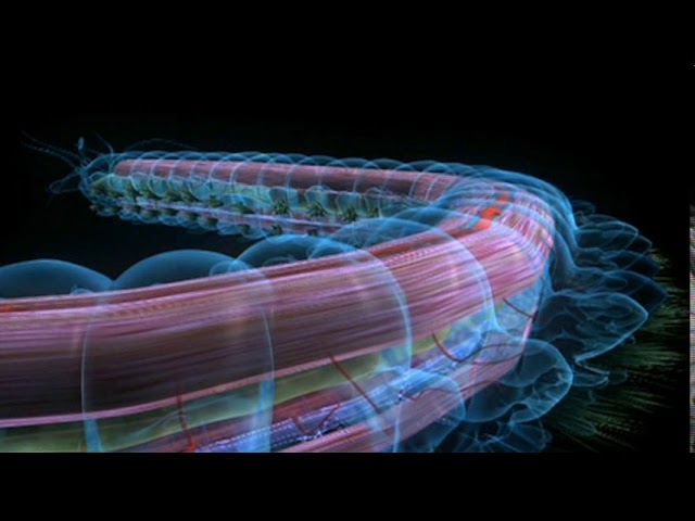 Annelid Animation - Body Plan