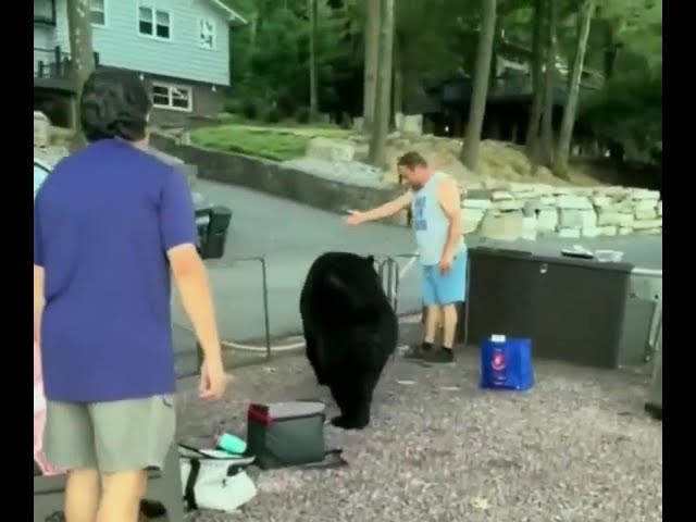 I hope you enjoy this tour of my long girls | Funny Animal Compilation #1