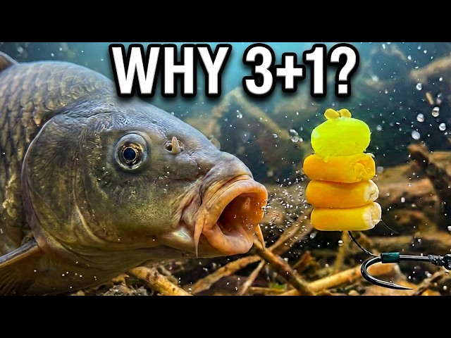 How to Tie a Carp Hair Rig for Sweetcorn | 3 Corn Kernels + 1 Silicone Corn