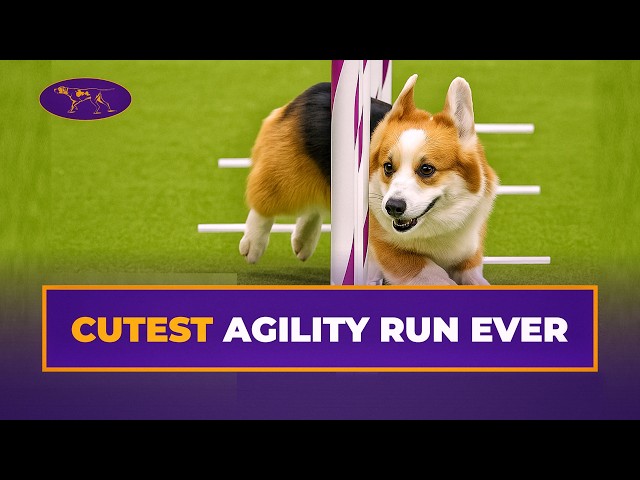 Kirby, el Corgi, recorre la pista de agility a toda velocidad | Exposición Canina de Westminster
