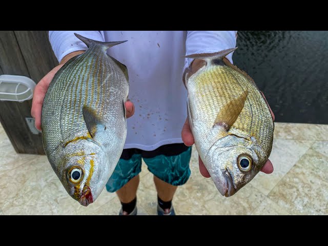 2 Fish NOBODY Eats! Catch Clean Cook- TRASH Fish Taste test- (Bermuda Chub+ Spot tail Pinfish)