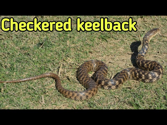 Checkered keelback snake| Asiatic water snake| Non venomous snake #snakes