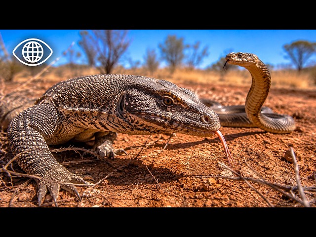 Surviving Australia's Deadliest Desert Reptiles ⎮Documentary Wildlife⎮BSF