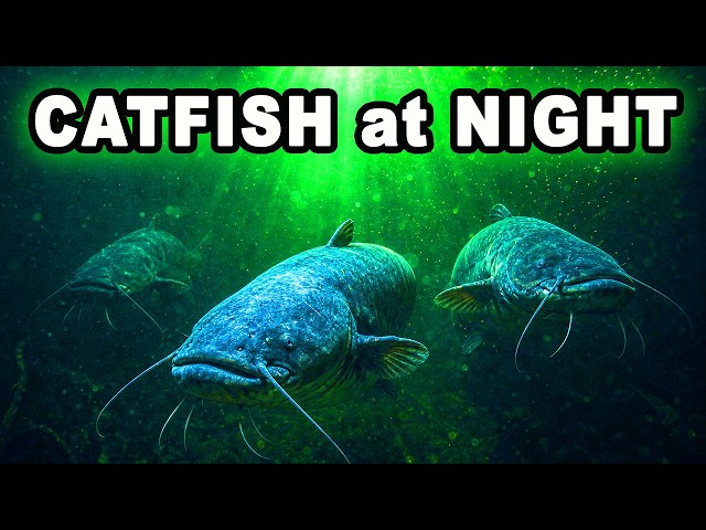 You Need This for Night Catfishing
