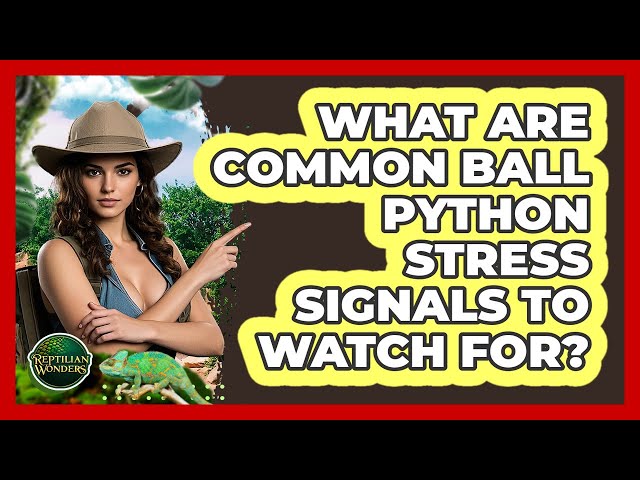 What Are Common Ball Python Stress Signals To Watch For? - Reptilian Wonders