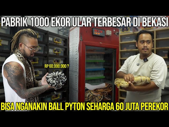 PABRIK 1000 EKOR ULAR TERBESAR DI BEKASI. BISA NGANAKIN BALL PITON SEHARGA 60 JT PEREKOR. MOPHAHOLIC