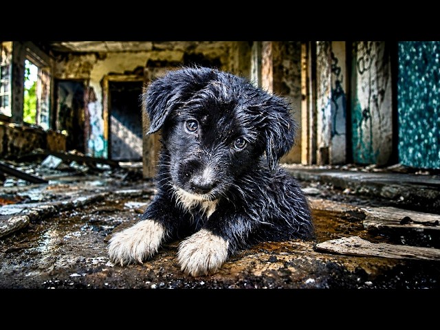 We Found a Black Puppy in an Abandoned Building