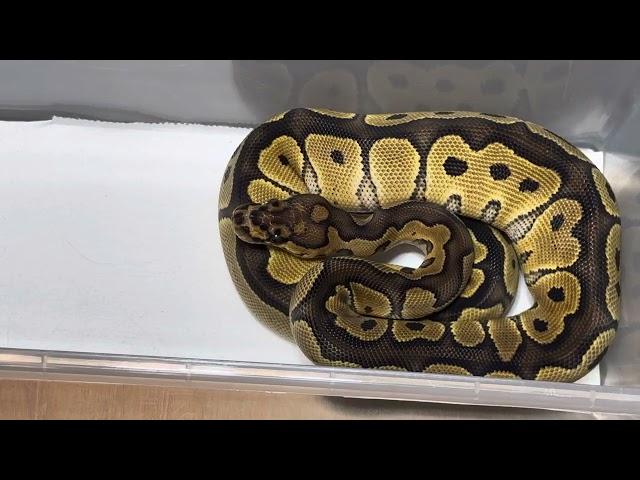 2024 ball python hatchings. Lavender,clown,special,spotnose,black pastel,orange dream,YB