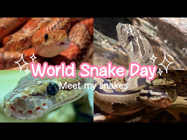 ✨FOUR minutes of hognoses, pythons and a corn snake✨