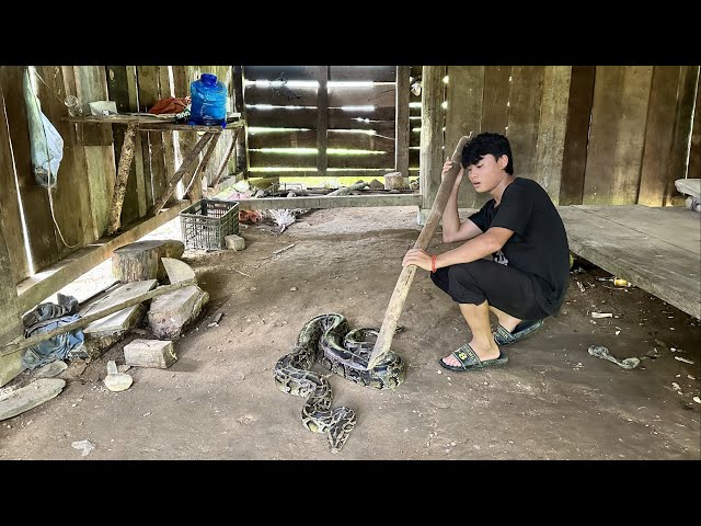 Orphans' Lives- Threatened by a giant snake entering the house, went to pick persimmons to sell