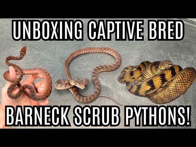 Unboxing Beautiful Barneck Scrub Pythons!