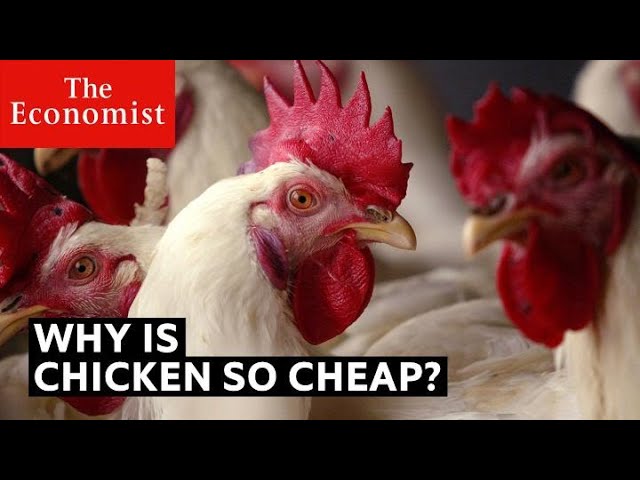Why is chicken so cheap? | The Economist