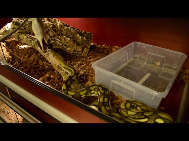 Super Dwarf reticulated Python 'Tiger DH Snow"