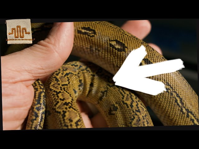 BEFORE You Buy a Super Dwarf Reticulated Python [What you NEED to know]