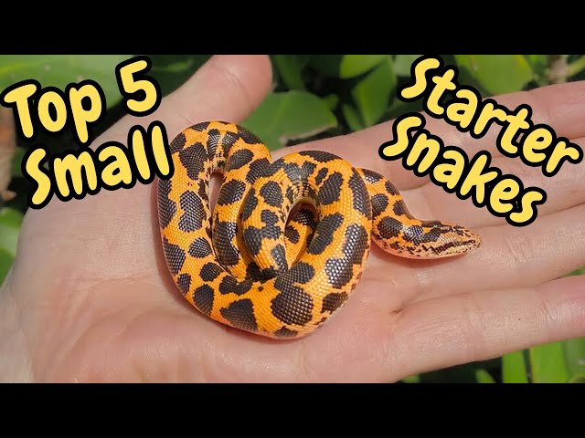 Top 5 Small Beginner Snakes!