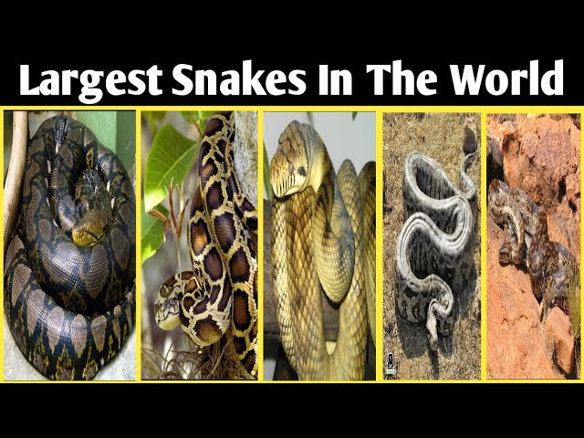 Largest Snakes In The World 🐍 #Snakes #LargestSnakes #WildLife #Anaconda #Python