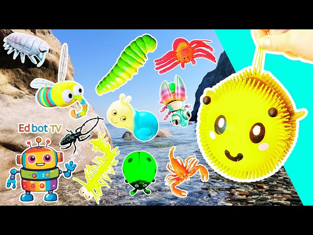Learn at the Shore | Bug Insect Names for Kids: Bee Woodlouse Mosquito Caterpillar Scorpion Spider