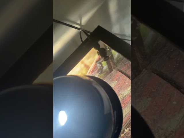 Ball python setup💯