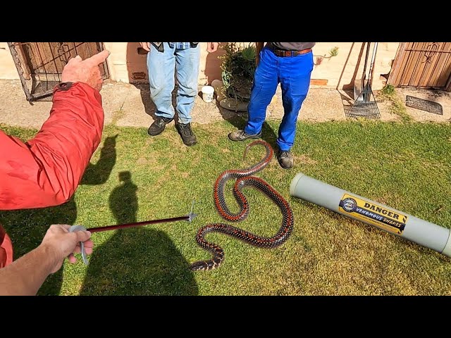 Rare Venomous Snake Removal! 