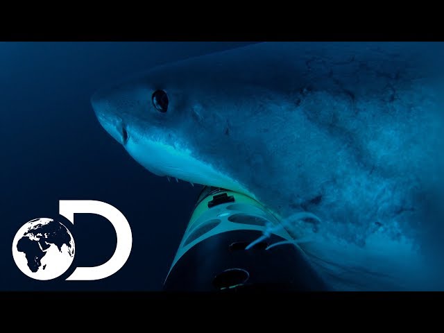 Deep Blue Hunts For Elephant Seals | Jaws Strikes Back
