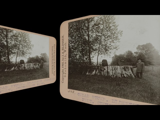 Cedar Stump, Snohomish WA, 1905 (silent, still image)
