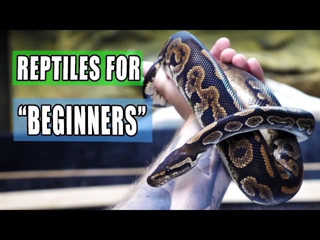 Why Beginner Reptiles DON'T Exist