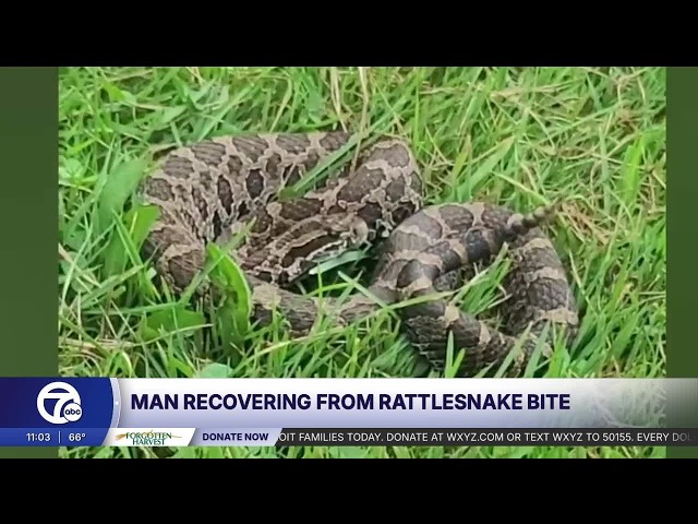 'We saw and heard the rattle': Witness describes Oakland County snake bite