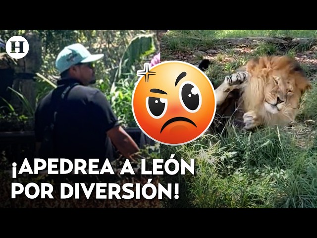 "Get up, dude!" Lion at the Guadalajara Zoo is stoned by a tourist, sparking outrage
