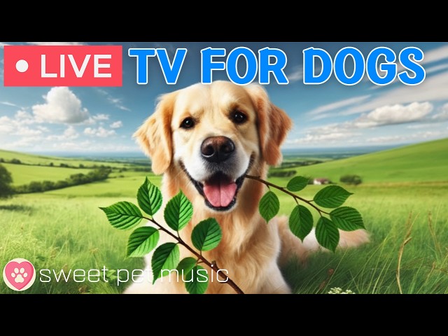 🔴24 Hours of Dog TV🎵🐶Calming Music for Dog Sleep🐾🩷Soothing Music for Dog Calmness and Anxiety Relief