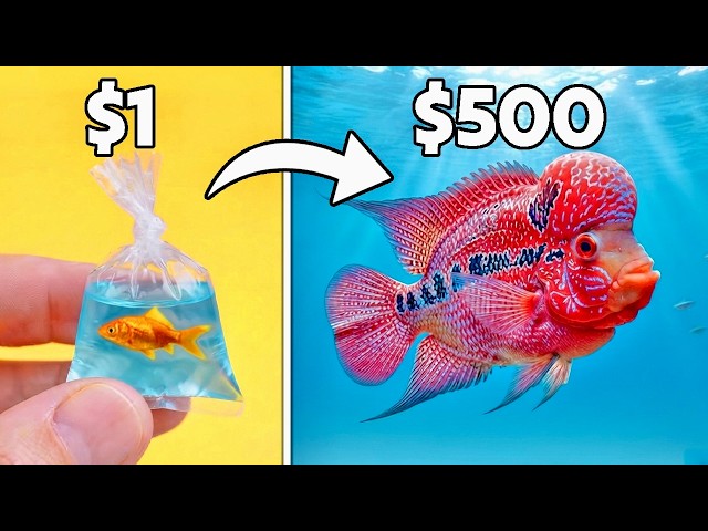 I Turned $1 Into a $500 Fish