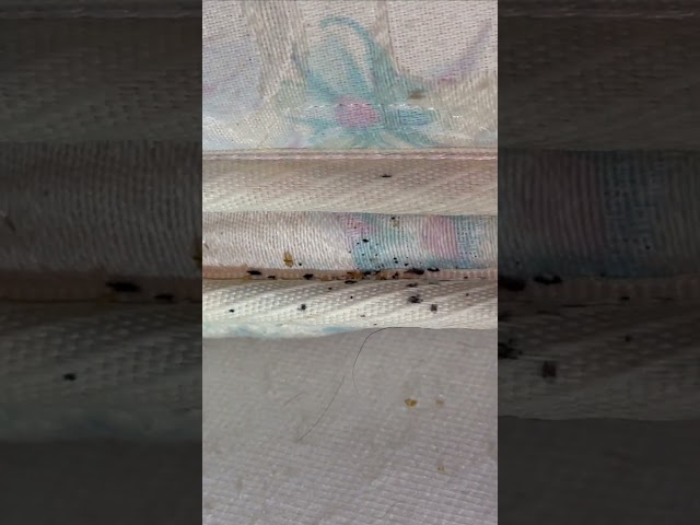 How to Inspect for Bed Bugs #pestcontrol #bedbugs