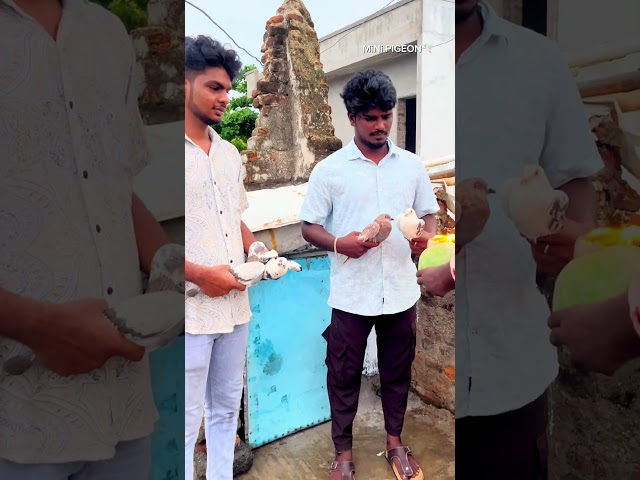 peigon house opening #pigeon #viralvideo #pigeon #tamil #1000subscriber #1million @minipigeon8189