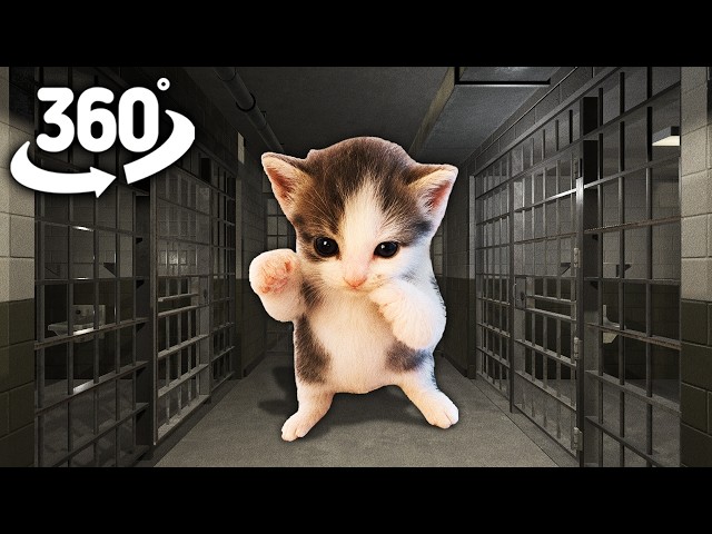 Scuba Cat in Prison! | 360° VR