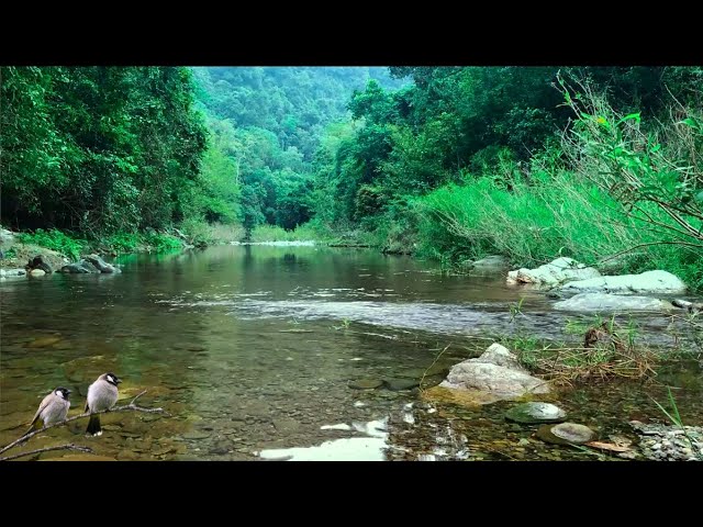 Majestic Forest Sounds, Pleasant Birds Chirping, Peaceful Stream in the Mountains, Pleases the Soul